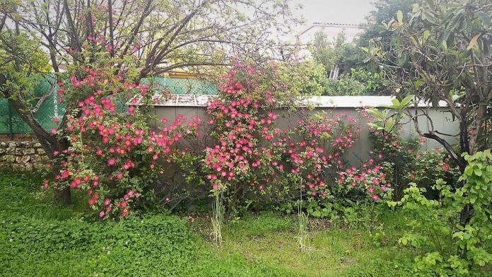 Las lluvias de abril y la falta de mantenimiento han puesto especialmente selváticos muchos jardines privados de Cabanillas. (Foto: La Crónic@)