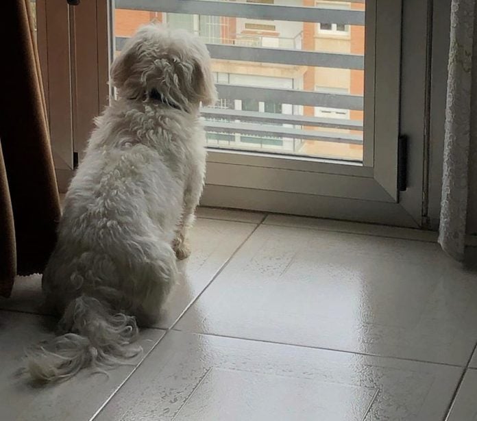 El perro filósofo, mirando a la calle. (Foto: N. González)