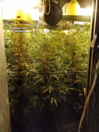 Plantación de marihuana descubierta en un chalet de Fuentenovilla en abril de 2020.