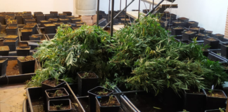 Una de las habitaciones ocupadas en el chalet de Fuentenovilla para el cultivo de marihuana.