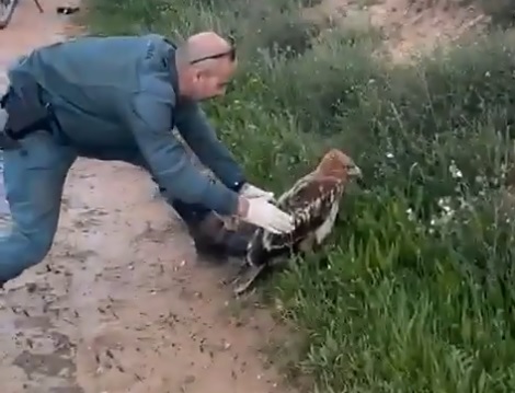 Águila calzada recuperada por la Guardia Civil.