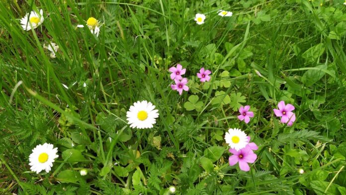 Flores entre el césped de un jardín de Guadalajara, el 4 de mayo de 2020. (Foto: La Crónic@)