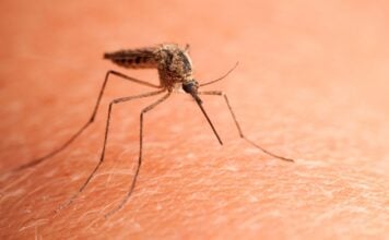 El calor de septiembre lo han disfrutado, hasta ahora, los mosquitos de Cabanillas del Campo Mosquito a punto de picar a una persona.