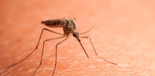 7 meses de fumigaciones en Azuqueca Mosquito a punto de picar a una persona.