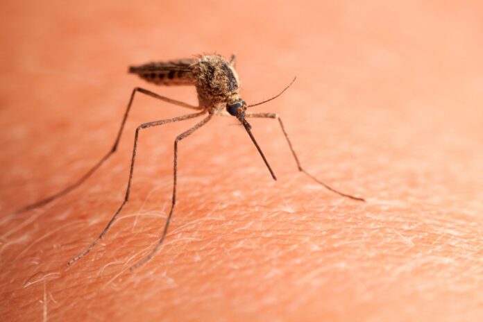 Mosquito a punto de picar a una persona.