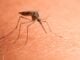 El calor de septiembre lo han disfrutado, hasta ahora, los mosquitos de Cabanillas del Campo Mosquito a punto de picar a una persona.