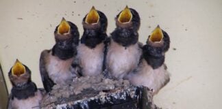 Romper un nido de estas aves es delito. (Foto: J.F. Orueta)