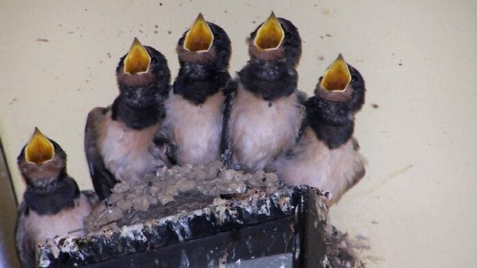 Romper un nido de estas aves es delito. (Foto: J.F. Orueta)