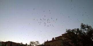 Nube de golondrinas (o de vencejos, o de aviones...) sobre el convento del Carmen, en Guadalajara. (Foto: La Crónic@)