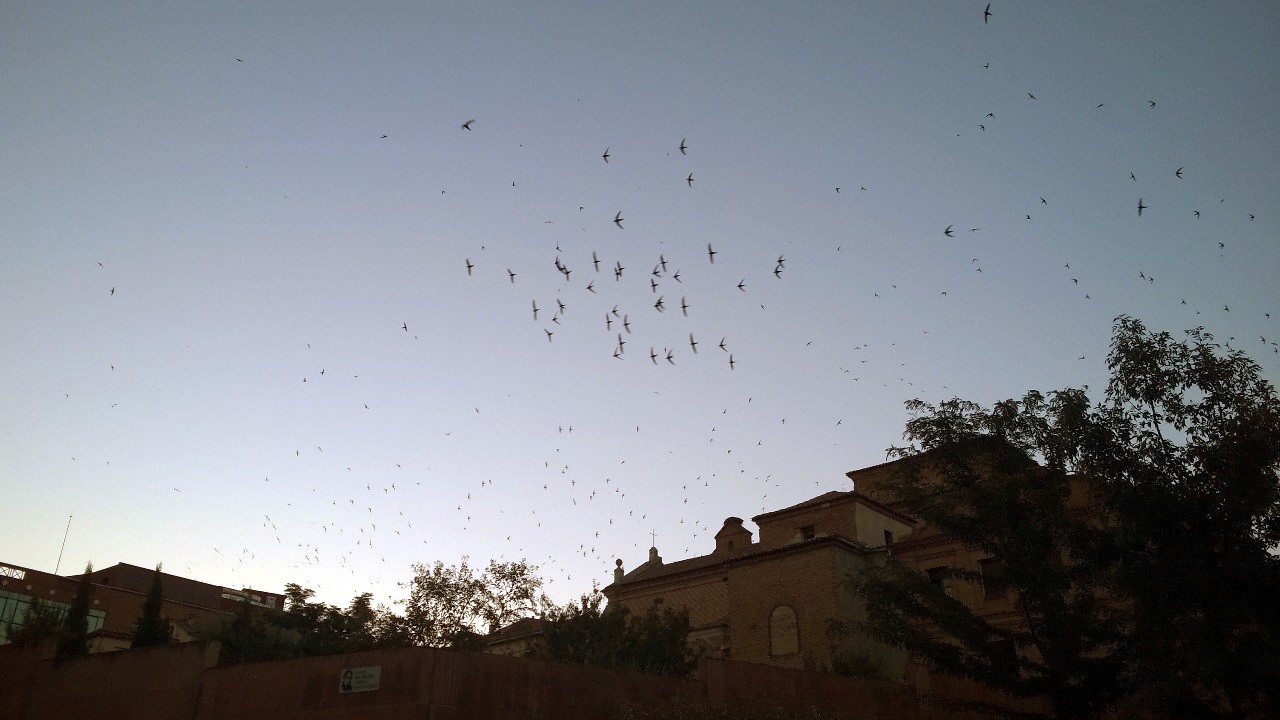 Nube de golondrinas (o de vencejos, o de aviones...) sobre el convento del Carmen, en Guadalajara. (Foto: La Crónic@)