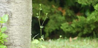 La lluvia de la primavera y el calor de estos días han dejado el campo, los parques y los jardines listos para que los disfrutemos. (Foto: La Crónic@)