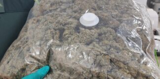 Cogollos de marihuana de la operación de la Guardia Civil en Illana, en junio de 2020.