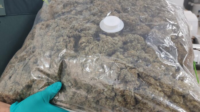 Cogollos de marihuana de la operación de la Guardia Civil en Illana, en junio de 2020.