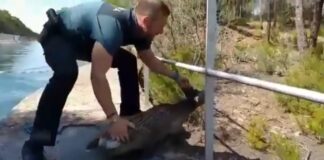 Evitan que un corzo muera ahogado: vea el vídeo, aquí Momento en que el corzo es devuelto a la libertad, tras ser rescatado por la Guardia Civil.