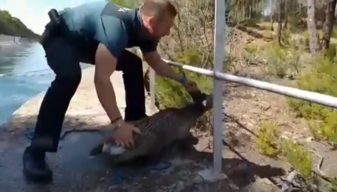 Momento en que el corzo es devuelto a la libertad, tras ser rescatado por la Guardia Civil.
