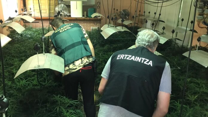Ertzaintza y Guardia Civil, juntos en uno de los chalés de Albalate de Zorita, con la bodega reconvertida en plantación. (Foto: La Crónic@)