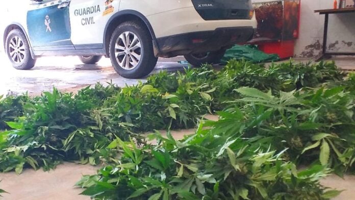 Parte de la marihuana intervenida por la Guardia Civil en la urbanización Nueva Sierra, en Albalate de Zorita.