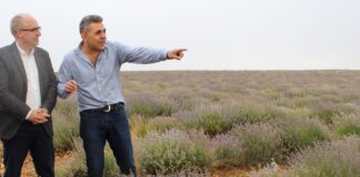 Plantación de lavanda en la provincia de Guadalajara, en una imagen de archivo.