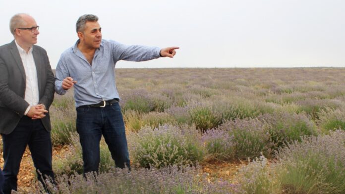 Plantación de lavanda en la provincia de Guadalajara, en una imagen de archivo.