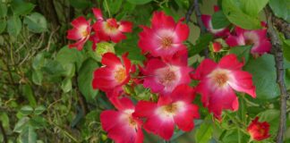 Rosas en un jardín particular de Guadalajara, en junio de 2020. (Foto: La Crónic@)