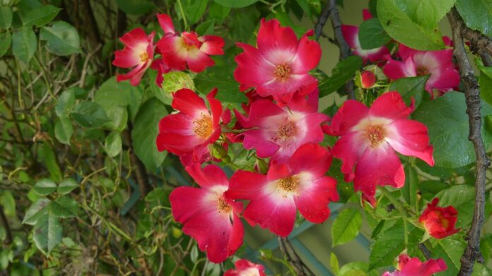 Rosas en un jardín particular de Guadalajara, en junio de 2020. (Foto: La Crónic@)
