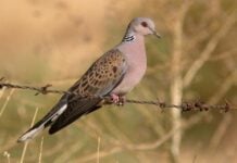 Ya se conocen las fechas en que se puede cazar en Castilla-La Mancha Un tercio de las tórtolas han desaparecido de nuestros campos en lo que va de siglo XXI.