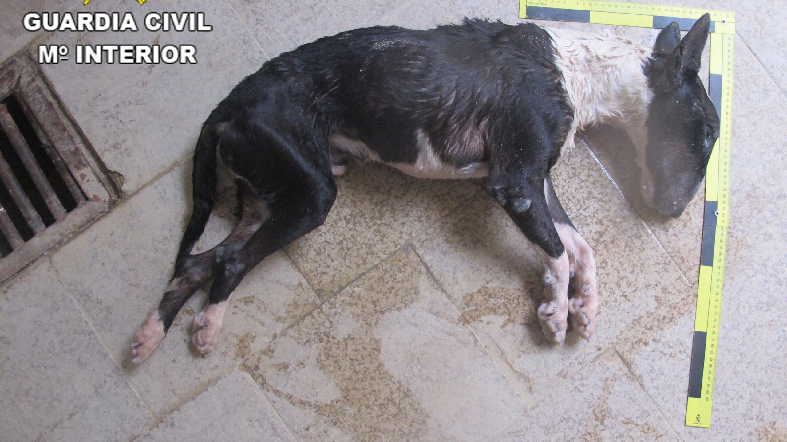 Bull Terrier dejado morir de hambre en Brihuega en 2020.