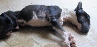 Bull Terrier, muerto de hambre en Brihuega.