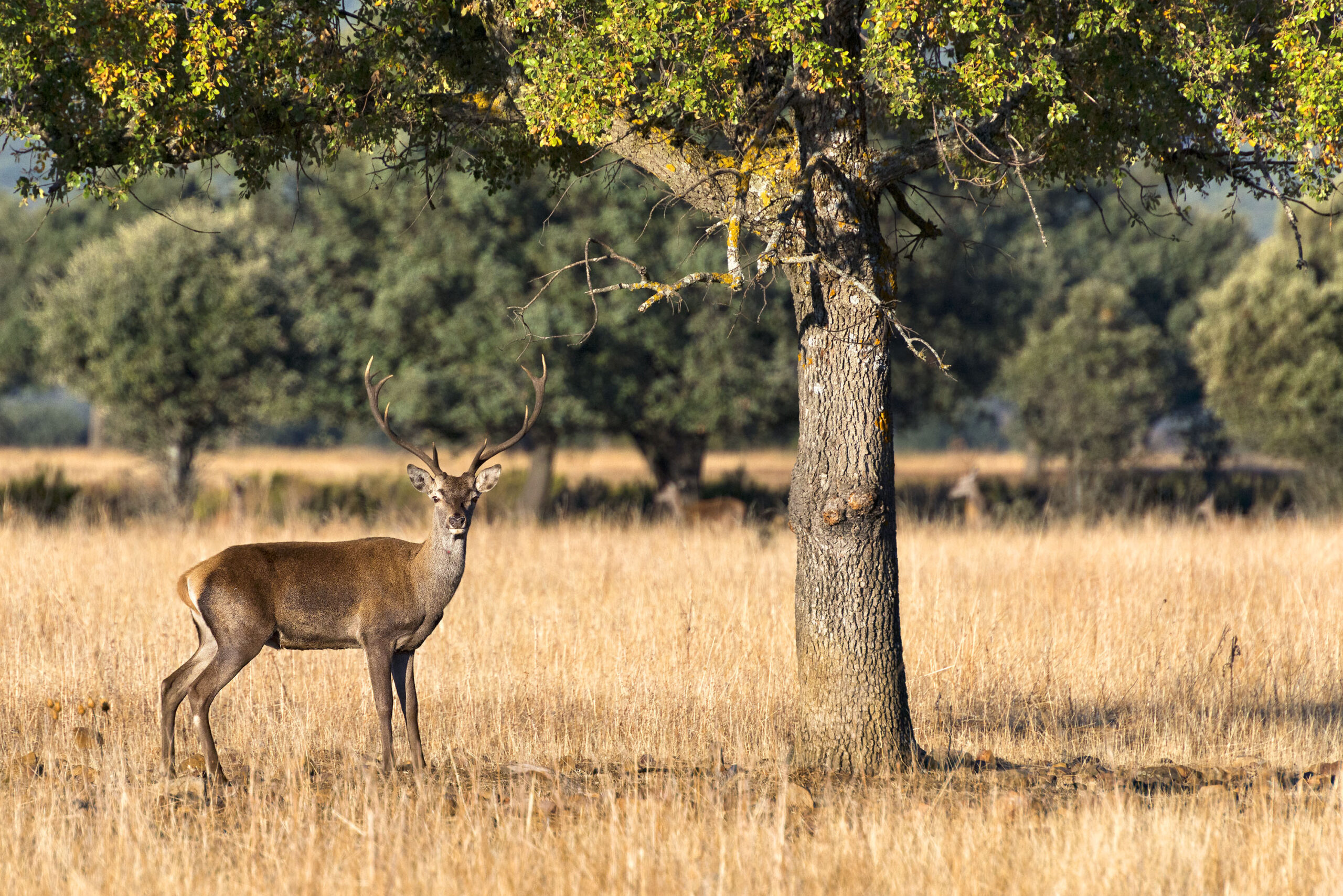 Parque de Cabañeros. (Foto: Turismo Castilla-La Mancha/David Blázquez)