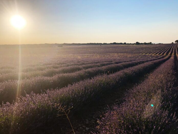 Calor en los campos de lavanda de Guadalajara, en julio de 2020. (Foto: La Crónic@)