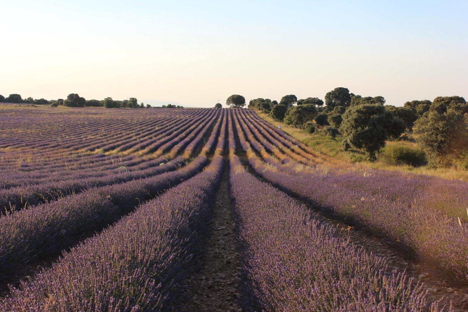 Campos de lavanda en Brihuega en julio de 2020 (Foto: La Crónic@)