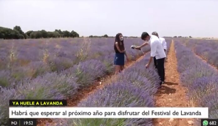 Los campos de lavanda, en Telemadrid.