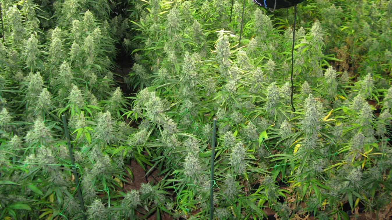 Parte de las plantas de marihuana decomisadas en Azuqueca de Henares.