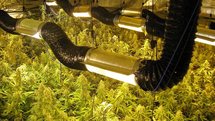 Padre e hijo tenían una completa instalación para el cultivo de marihuana en Azuqueca.