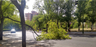 Rama de una acacia sobre la calle Constitución el 20 de julio de 2020. (Foto: La Crónic@)