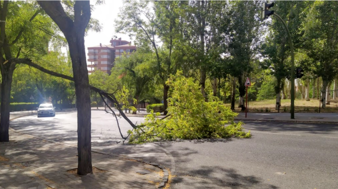 Rama de una acacia sobre la calle Constitución el 20 de julio de 2020. (Foto: La Crónic@)