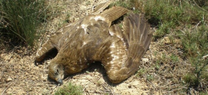 Rapa muerta por envenenamiento en Tudela (Navarra).