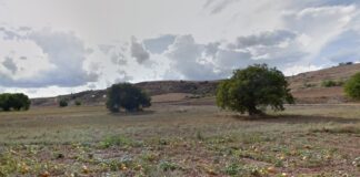 Alrededores de Cendejas del Padrastro, donde se mantienen las cepas de esta rara variedad.