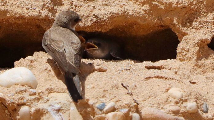 Alimentando a los polluelos en un nido de avión zapador.