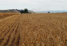 Las cosechadoras están paradas ante el riesgo de incendios y los agricultores, «incendiados» en Guadalajara El cereal de invierno se está imponiendo incluso en la zona del Corredor sobre otros cultivos de primavera que eran más habituales. Cosechadora, en una imagen de archivo.