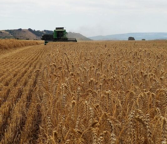 El cereal de invierno se está imponiendo incluso en la zona del Corredor sobre otros cultivos de primavera que eran más habituales. Cosechadora, en una imagen de archivo.