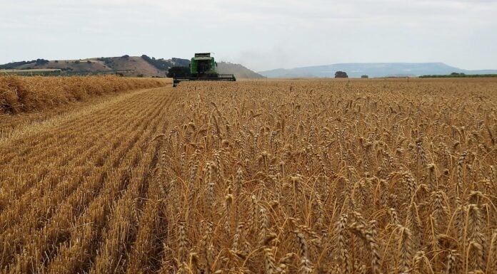 Las cosechadoras están paradas ante el riesgo de incendios y los agricultores, «incendiados» en Guadalajara El cereal de invierno se está imponiendo incluso en la zona del Corredor sobre otros cultivos de primavera que eran más habituales. Cosechadora, en una imagen de archivo.