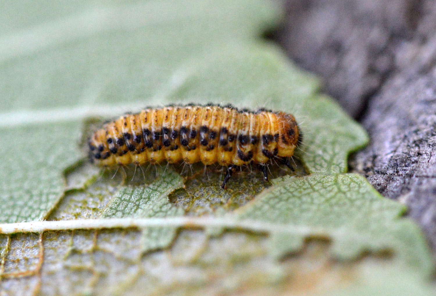 Larva de galeruca sobre una hoja de olmo.