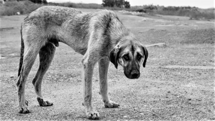 Perro mal cuidado.