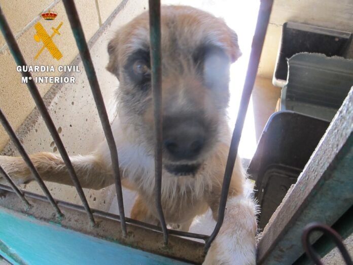 Perro abandonado y localizado en Navarra.