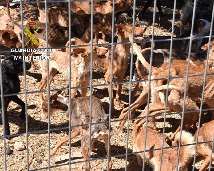 Las decenas de perros abandonados presentaban un estado dantesco.