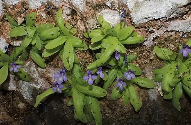 Así es la nueva planta carnívora identificada y catalogada en Guadalajara. (Foto: Universidad de Alicante) Así es la nueva planta carnívora identificada y catalogada en Guadalajara. (Foto: Universidad de Alicante)