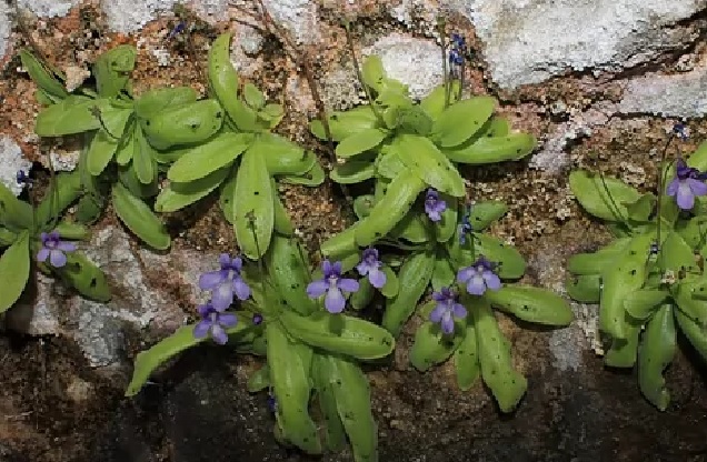 Así es la nueva planta carnívora identificada y catalogada en Guadalajara. (Foto: Universidad de Alicante)