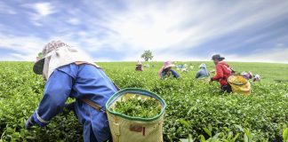 Siempre quisiste conocer Ceilán: prepárate para viajar a Sri Lanka El té de Ceilán sigue siendo una referencia internacional para Sri Lanka.