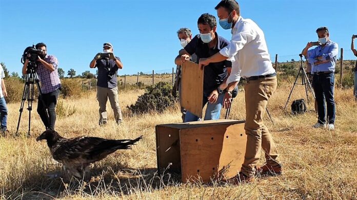 La quebrantahuesos Kika justo antes de echar a volar de nuevo en libertad.